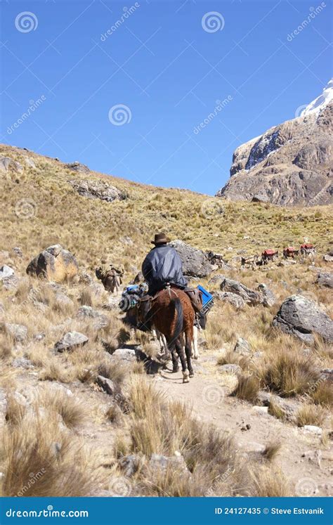 Tren De La Mula Cargas Que Llevan Imagen De Archivo Imagen De