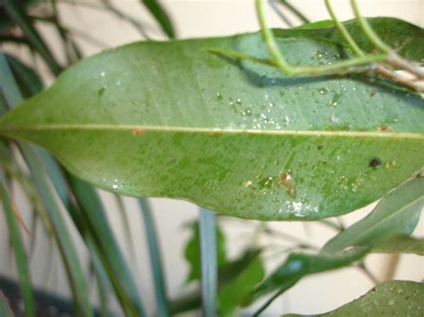 Parasite Sur Un Ficus Au Jardin Forum De Jardinage