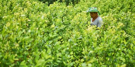 El Cultivo De Coca En Colombia Alcanza Niveles Hist Ricos