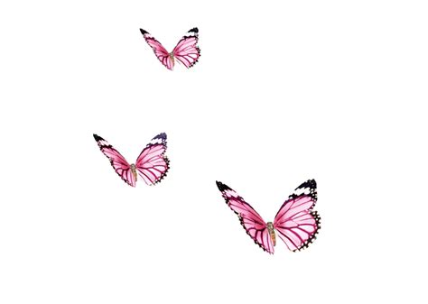 Pink Butterfly Png Pic