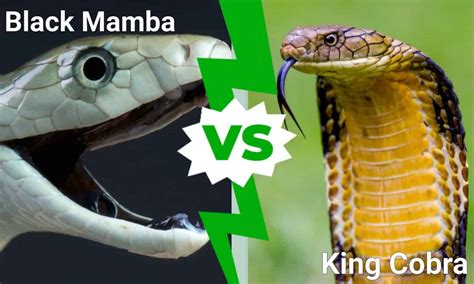 Black Mamba vs. King Cobra: What’s the Difference? - A-Z Animals