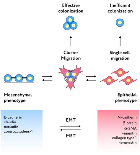 Cell Plasticity And The Role Of The Intermediate Epithelial Mesenchymal Download Scientific