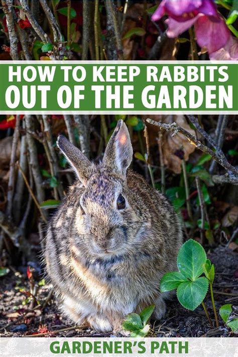 How To Keep Rabbits Out Of The Garden Gardeners Path In 2020 Organic Gardening Tips Garden