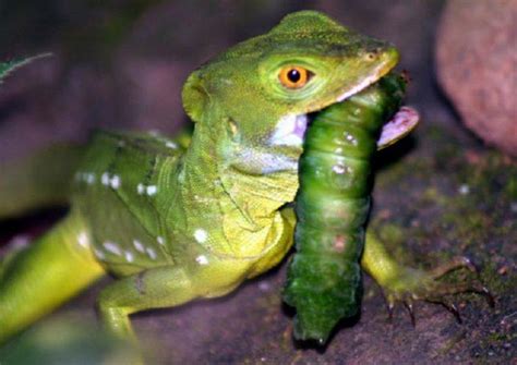 Green Basilisk – Facts, Size, Lifespan, Habitat, and Pictures