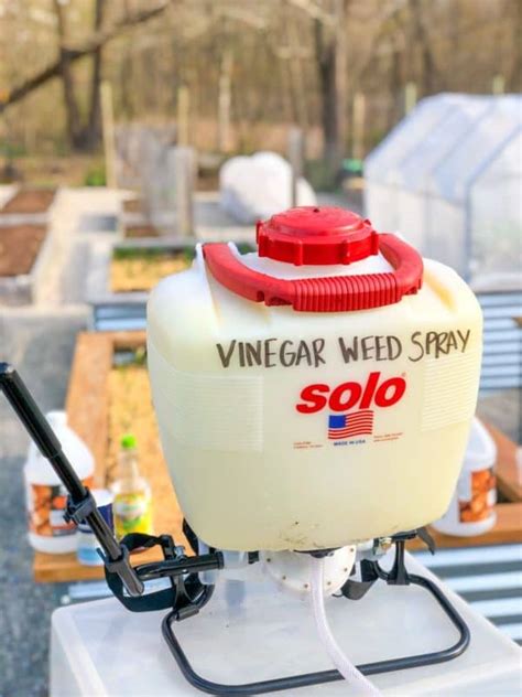 The Best Homemade Weed Killer Easy And All Natural Growfully