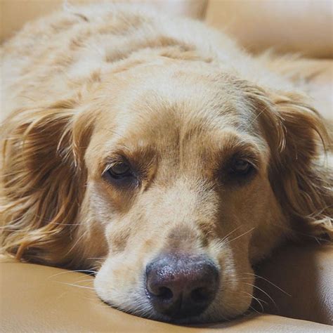 10 Most Common Golden Retriever Health Issues • Dogoka