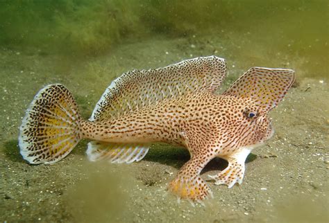 Spotted Handfish l Astounding Fish - Our Breathing Planet