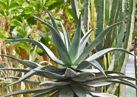 Agave Conseils De Plantation Et Entretien Des Agaves