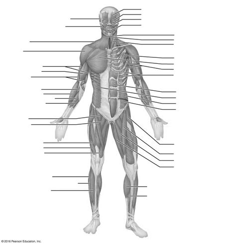 Anatomy Final Figures Diagram Quizlet