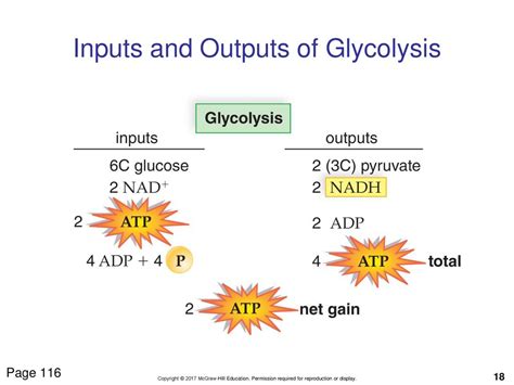 Chapter 07 Cellular Respiration Ppt Download