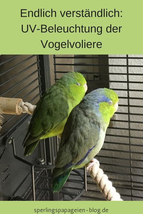 UV-Lampe für die Beleuchtung von Vogelvolieren - Sperlingspapageien ...