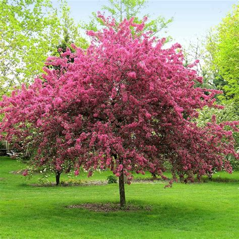 Prairifire Crabapple Trees For Sale