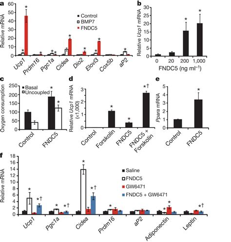 Fndc Is A Potent Inducer Of The Brown Beige Fat Gene Program A Svf