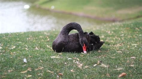 Black swan on the lake in public park 1305370 Stock Video at Vecteezy