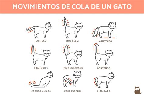 ¿por Qué Los Gatos Mueven La Cola ¡descúbrelo