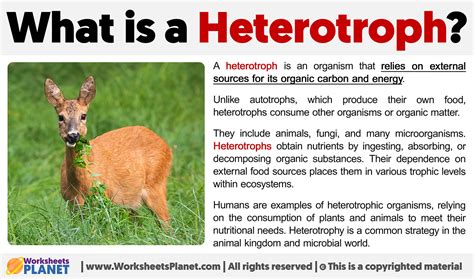 Heterotroph Definition