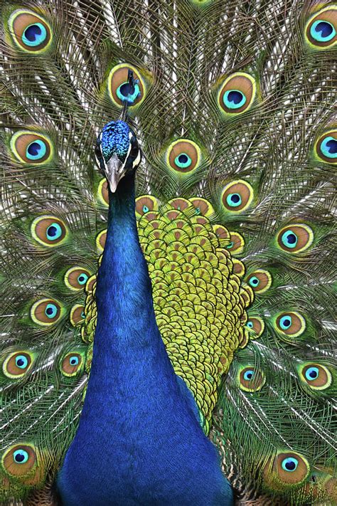 Peacock Display Photograph by Ann Bridges - Pixels