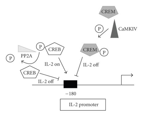 Il 2 Transcriptional Regulation In T Cells Upon T Cell Activation