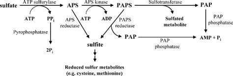 Inorganic Pyrophosphate 