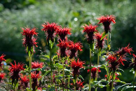 30 Best Perennial Flowers That Bloom All Year