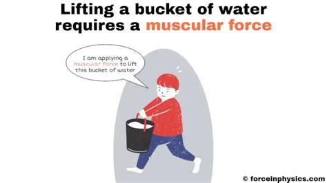 Muscular Force (Easy Definition) + Examples in Daily Life