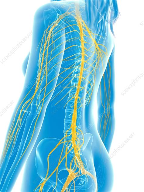 Human Nervous System Artwork Stock Image F010 1899 Science Photo