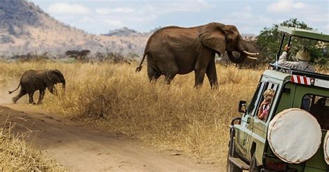 Amboseli National Park Ganzt Gige Gef Hrte Tagestour Getyourguide