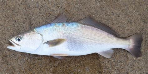 Gulf Corvina | Mexican Fish.com