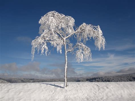 Images Gratuites Paysage Arbre Montagne Du Froid Hiver Nuage