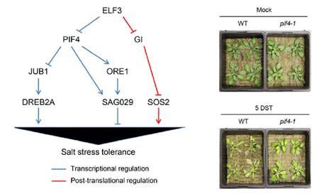 科学网—the Plant Journal：拟南芥elf3基因介导盐胁迫抗性 郝兆东的博文