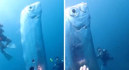 Vídeo que mostra mergulhadores ao lado de peixe gigante em Taiwan