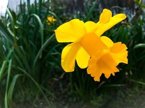 Giant Daffodils Stock Photos Pictures And Royalty Free Images Istock