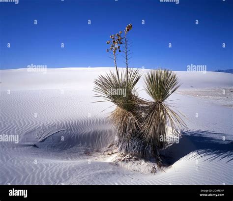 Yucca palm (Yucca elata) in the gypsum desert White Sands, New Mexico ...