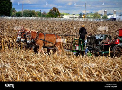 lancaster county pennsylvania amish farmer working  field  dried