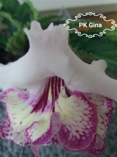 Skr Tnik Streptocarpus Strzy W Olx Pl