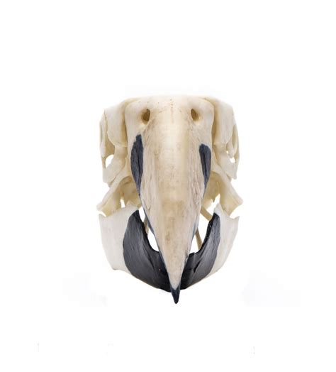 Scarlet Macaw Skull Replica
