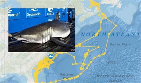 Sharker Tracker Incredible Gps Map Tracking Shark Looks Like Outline