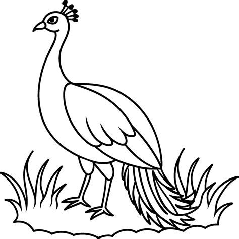 Peacock Bird Coloring Pages 43567677 Vector Art At Vecteezy