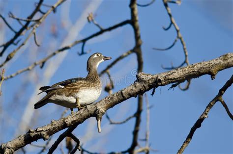 Female Wood Duck Flying in a Cloudy Sky Stock Photo - Image of white ...