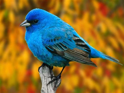 Life is Better with a Cute Outfit: Colorful Birds Wallpapers