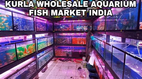 Kurla Fish Aquarium Market India Wholesale Aquarium Fish Market Youtube