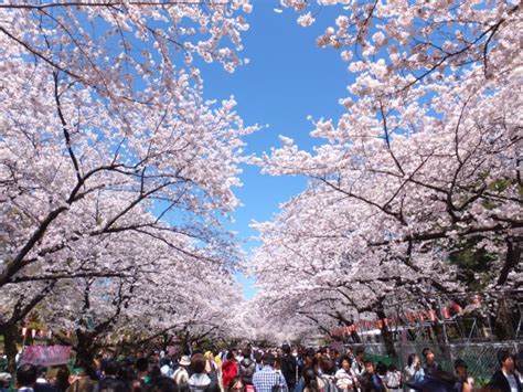 上野恩賜公園の桜