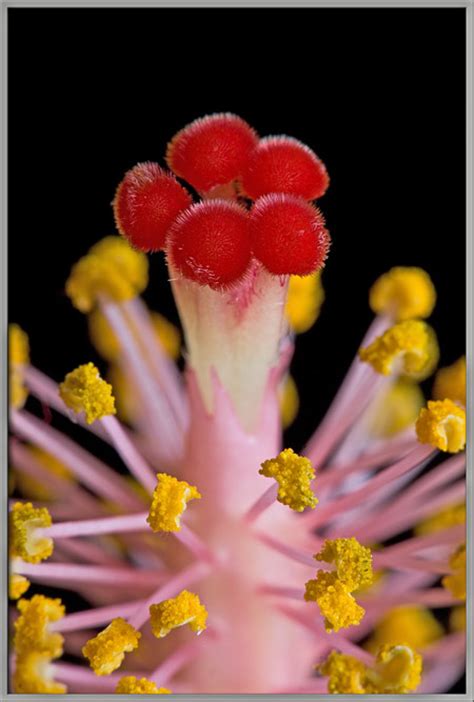 Flower Ovule Under Microscope