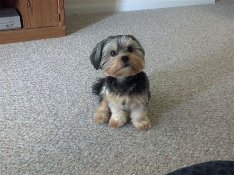 Shih Tzu Mix Yorkie Feedguidescom