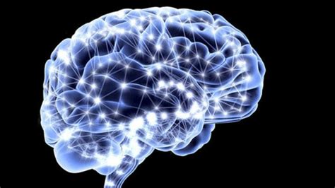 ¿qué Es Cerebro Su Definición Y Significado 2019