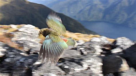 New Zealands Biodiversity Unique Nature New Zealand Nature Guy