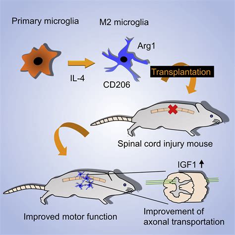 Transplantation Of M2 Deviated Microglia Promotes Recovery Of Motor Function After Spinal Cord