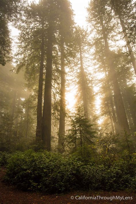 Lady Bird Johnson Grove in Redwoods National Park - California Through ...