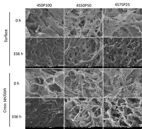 Surface Top And Cross Section Bottom Morphology Of 4 PVA Sericin