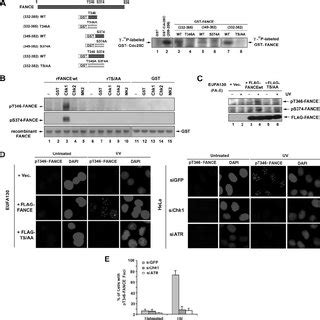 Two Highly Conserved Chk Phosphorylation Sites On Fance A Alignment